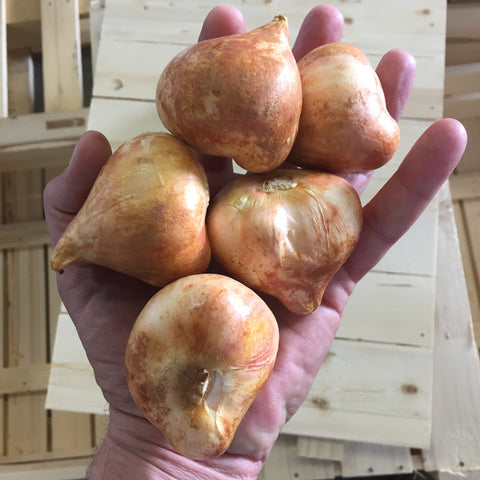 Jumbo Top Sized Quality Flower Bulbs