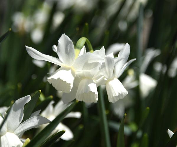 Mini Daffodil White Thalia