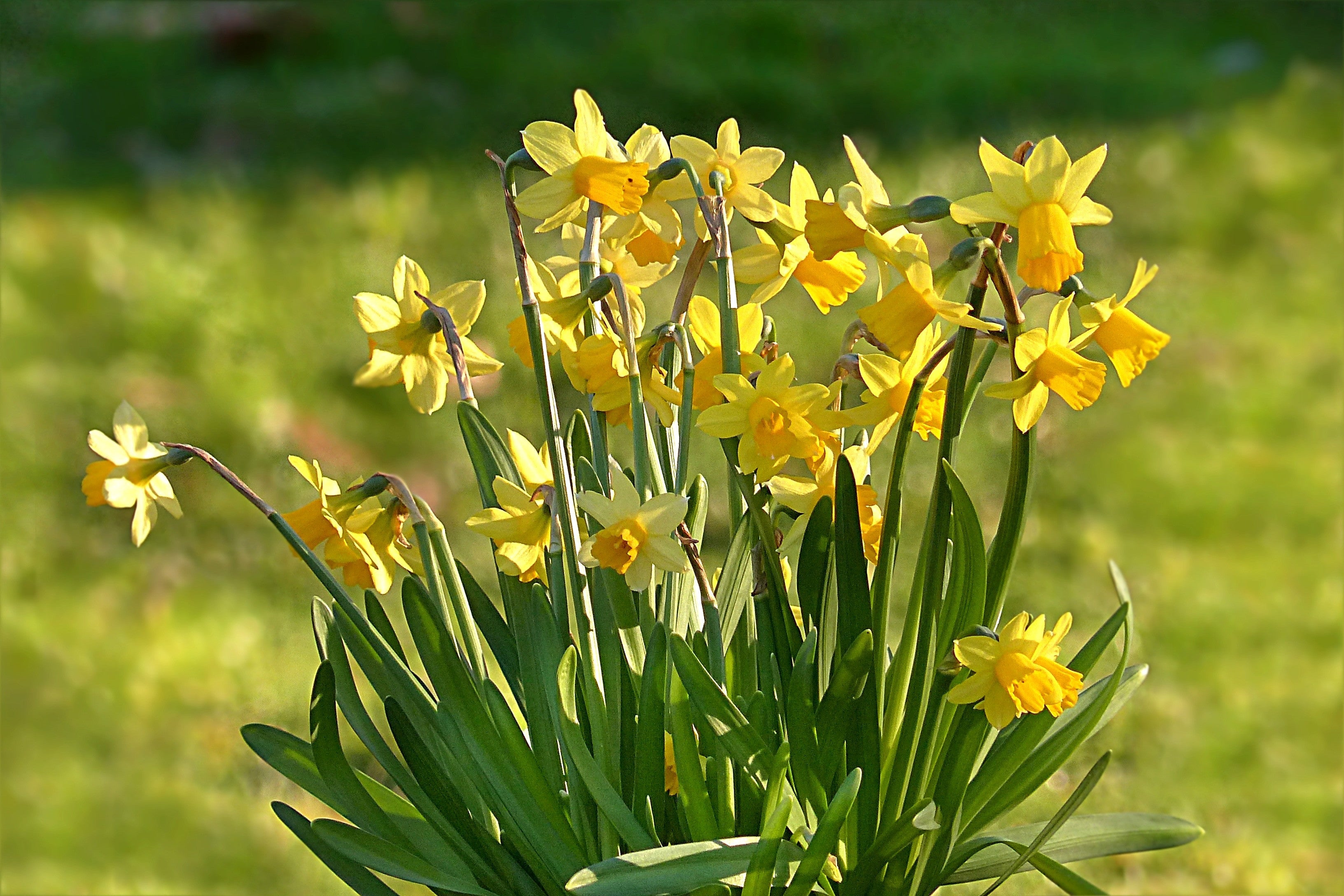 Mini Daffodil Tete a Tete Yellow