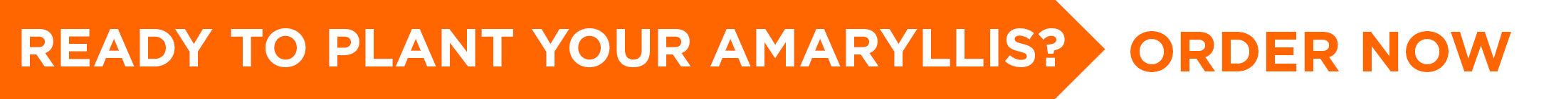 Order Your Top Quality Amaryllis Bulbs Online at DutchGrown