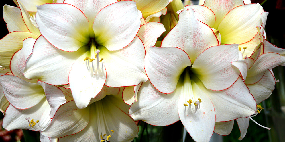 How to Plant Amaryllis Bulbs? - Your Planting Guide