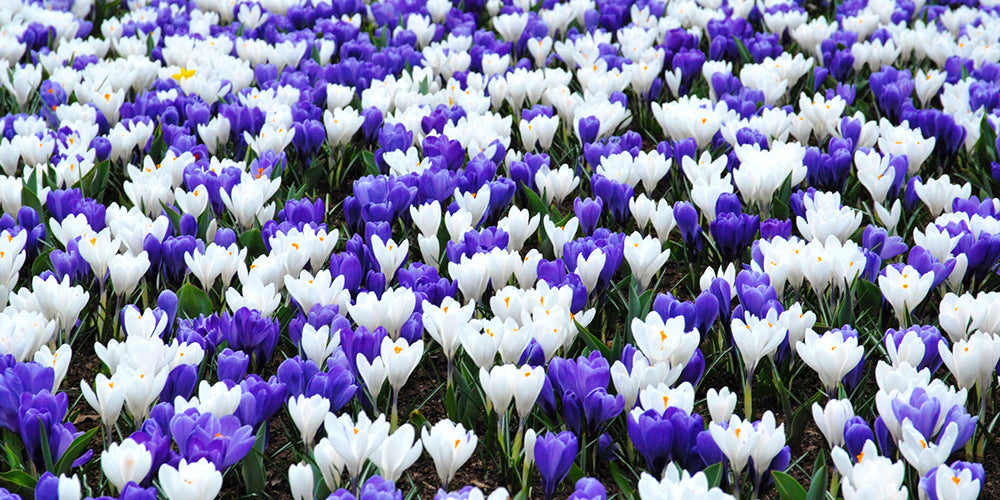 Crocus Planting Guide: How to Plant, Grow and Care for Crocus – DutchGrown