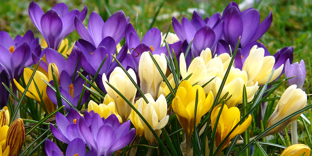 How to Plant and Grow Crocus Bulbs?