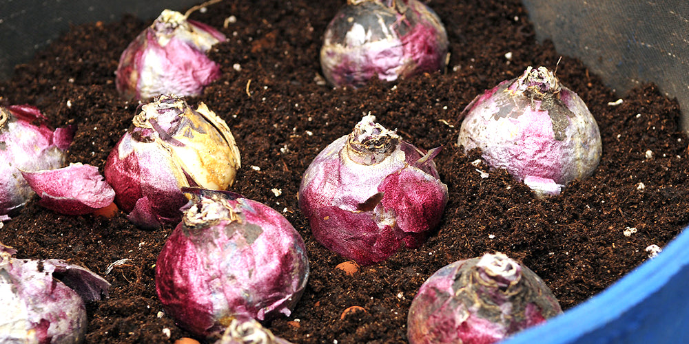 How To Plant Hyacinth Bulbs