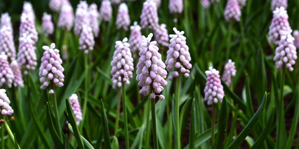 How to Grow Grape Hyacinths? - Muscari Pink Sunrise