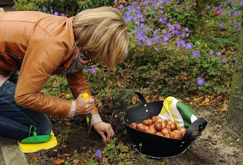 growing tulips