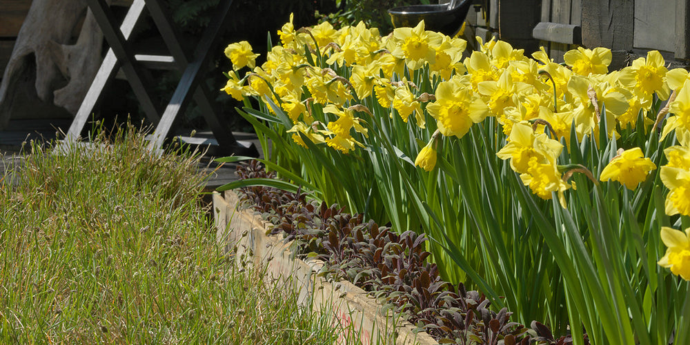 How to Plant Daffodil and Narcissus Bulbs