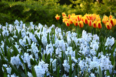 Puschkinia Libanotica - Striped Squill