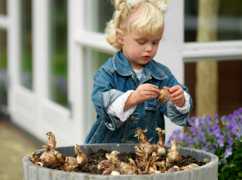 Planting Flower Bulbs in the Fall for Spring Pleasure