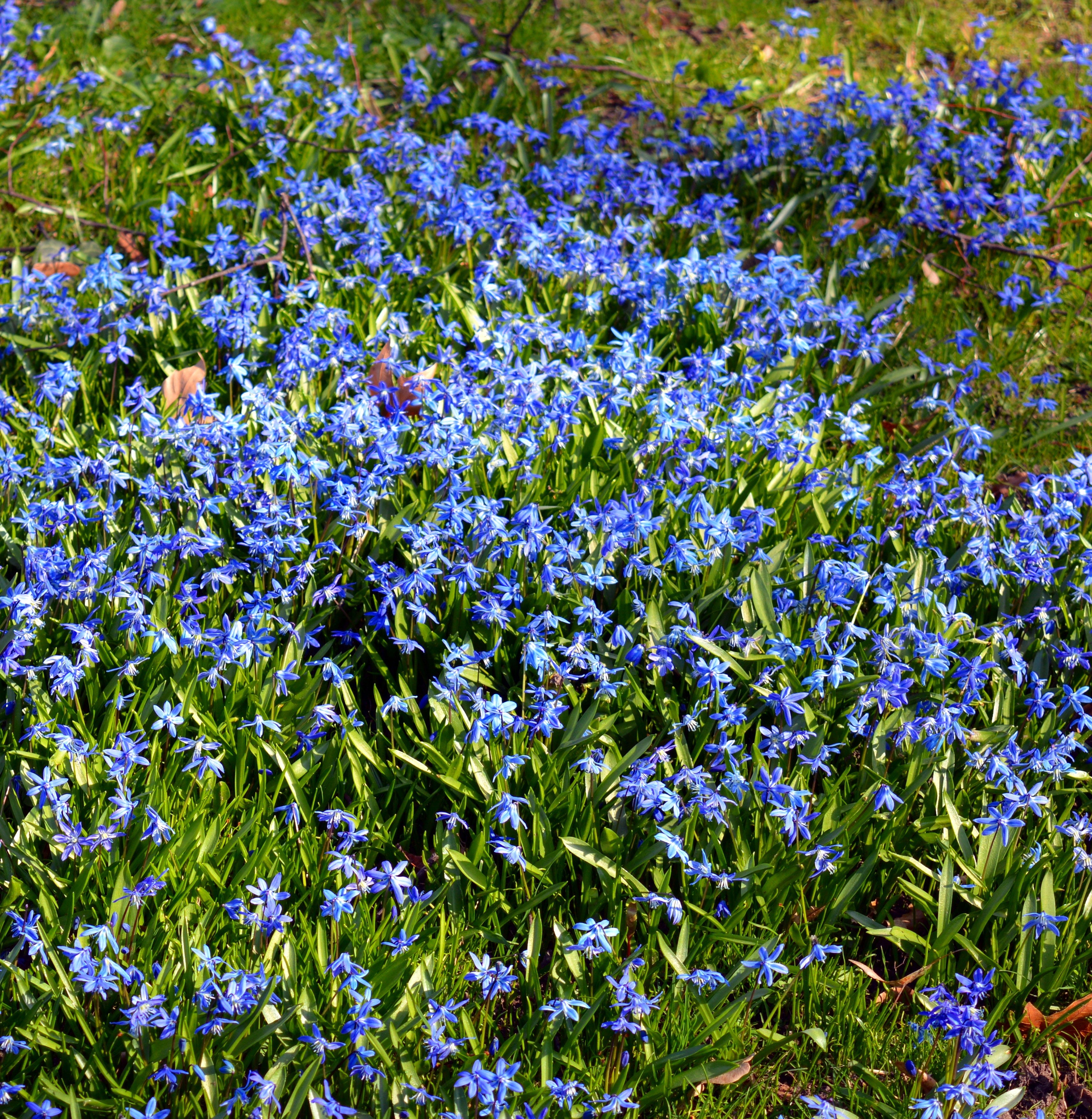 Scilla Siberica (Siberian Squill) –  The Hardy Naturalizer