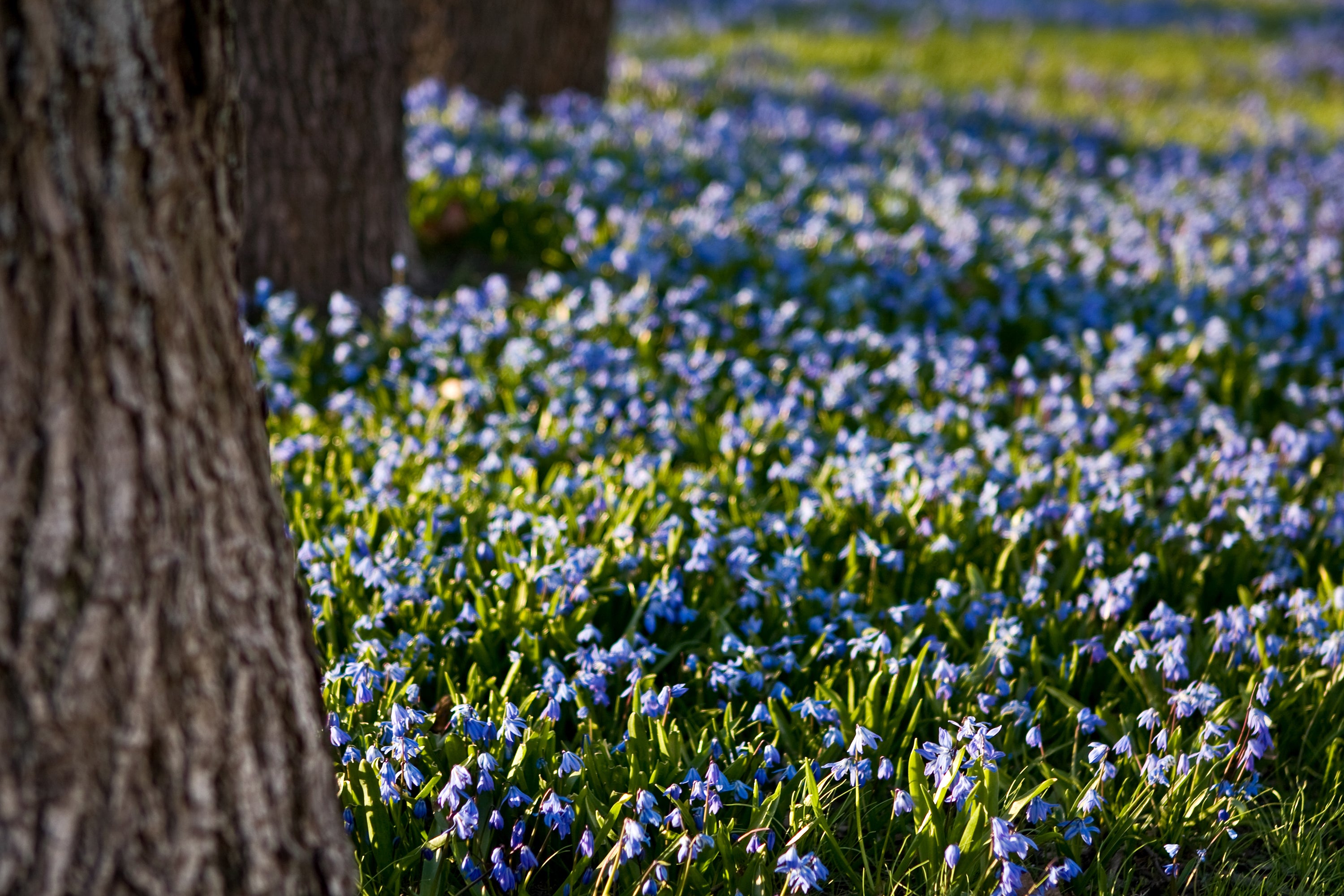 Scilla Siberica (Siberian Squill) – The Hardy Naturalizer