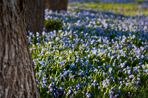 Scilla Siberica - Siberian Squill