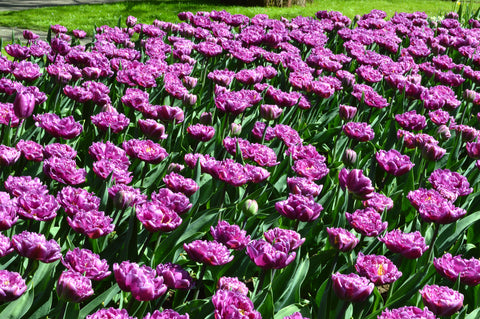 how to grow tulips