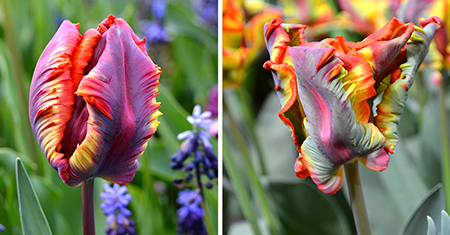 Tulip Rainbow Parrot