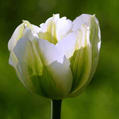 Tulip Spring Green