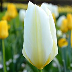 Tulip White Emperor