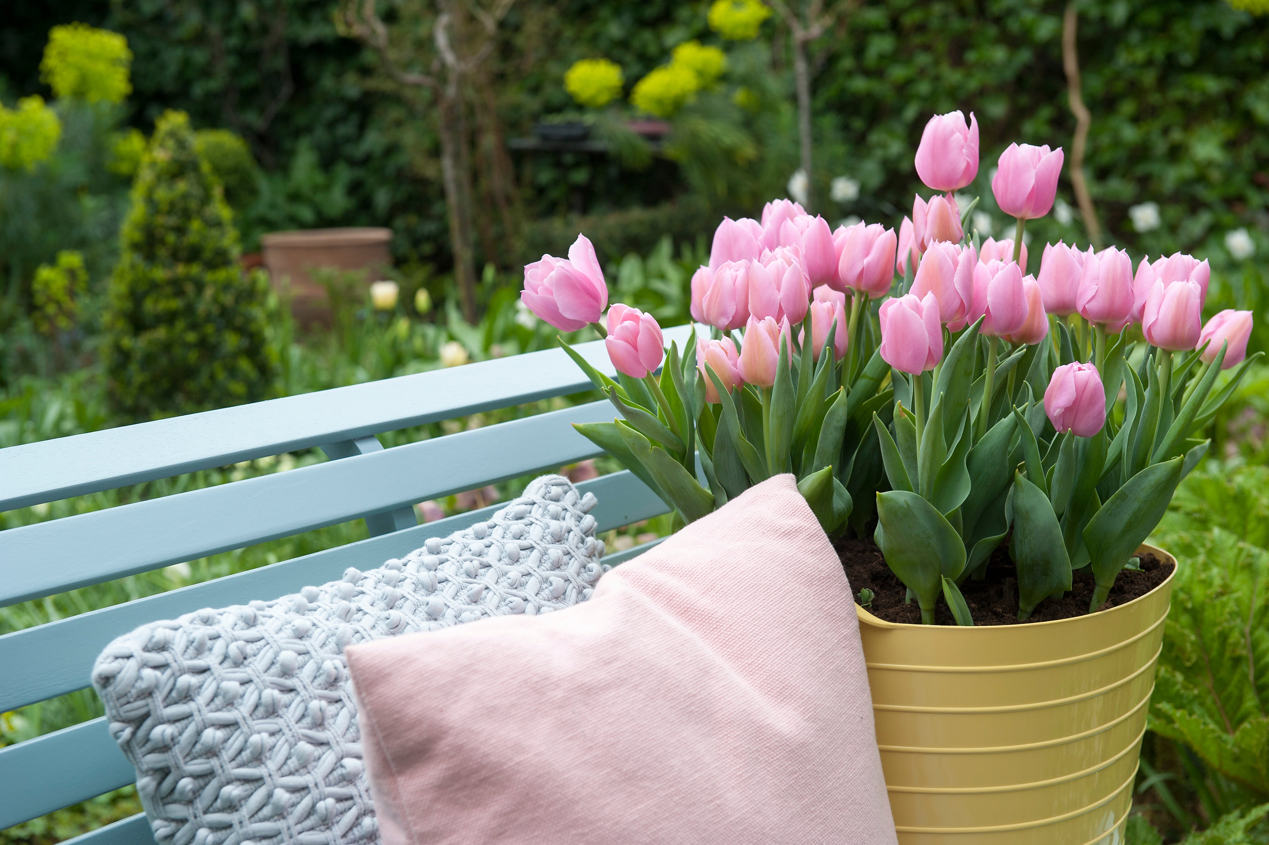 How to Grow Tulips in Pots or Containers?