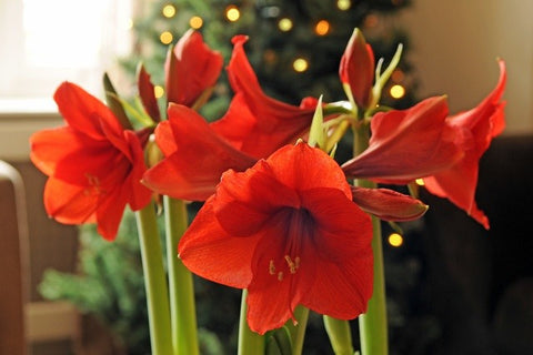 How to grow amaryllis bulbs