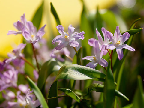 How to grow Chionodoxa