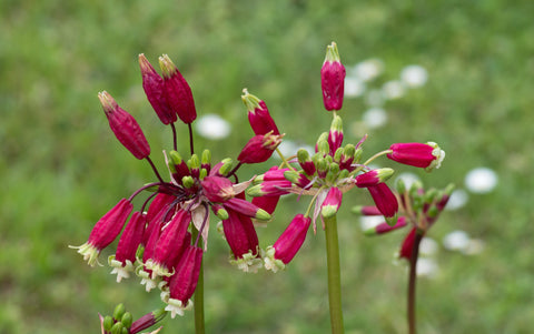 How to grow dichelostemma