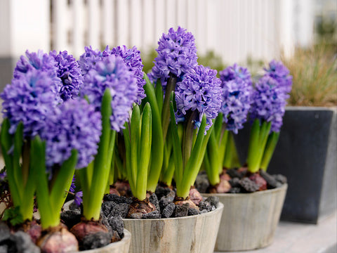 How to grow hyacinth bulbs
