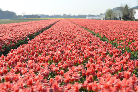 Tulips fields in Holland