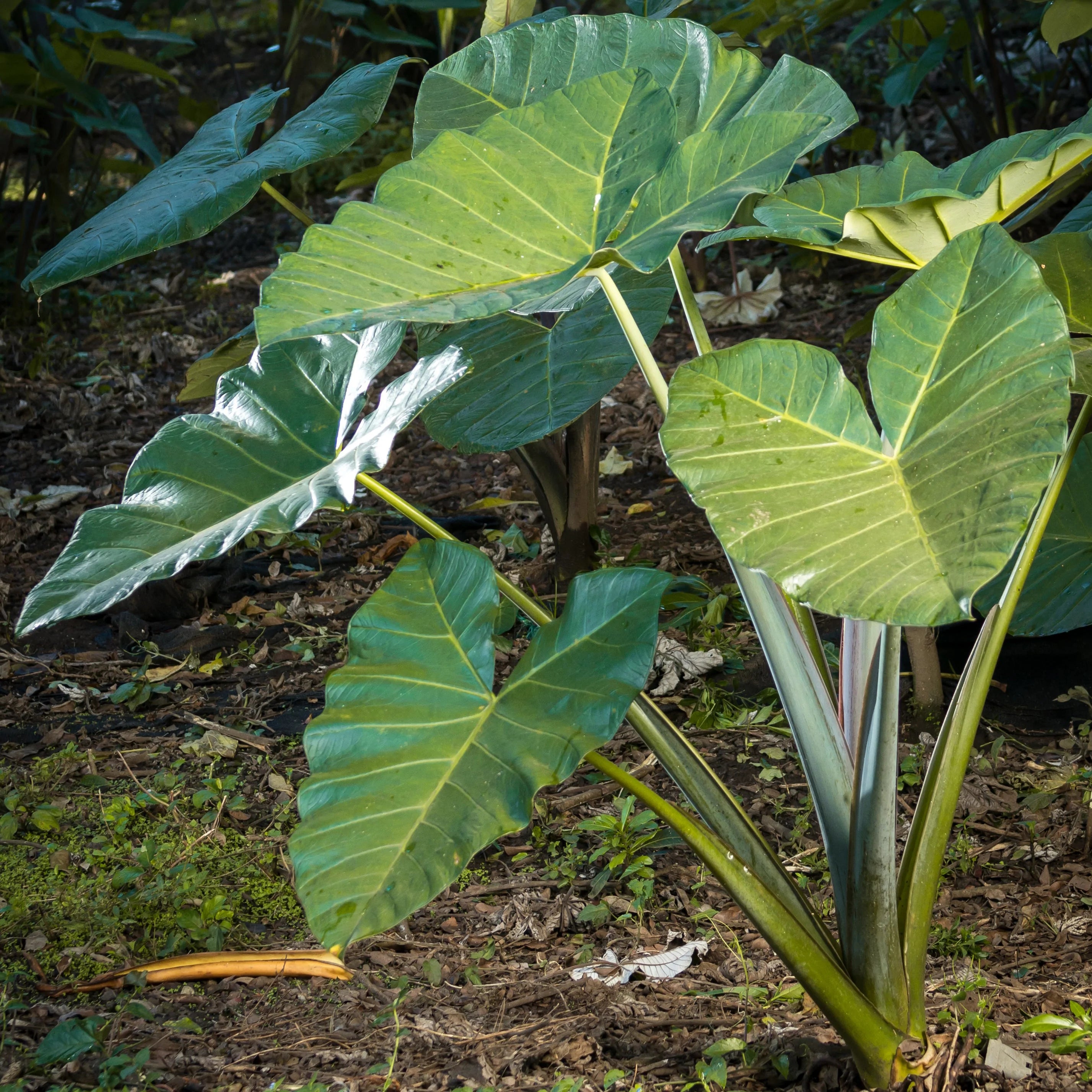 elephant-ears-colocasia-esculenta-coco-elephant-ears-bulbs-dutchgrown