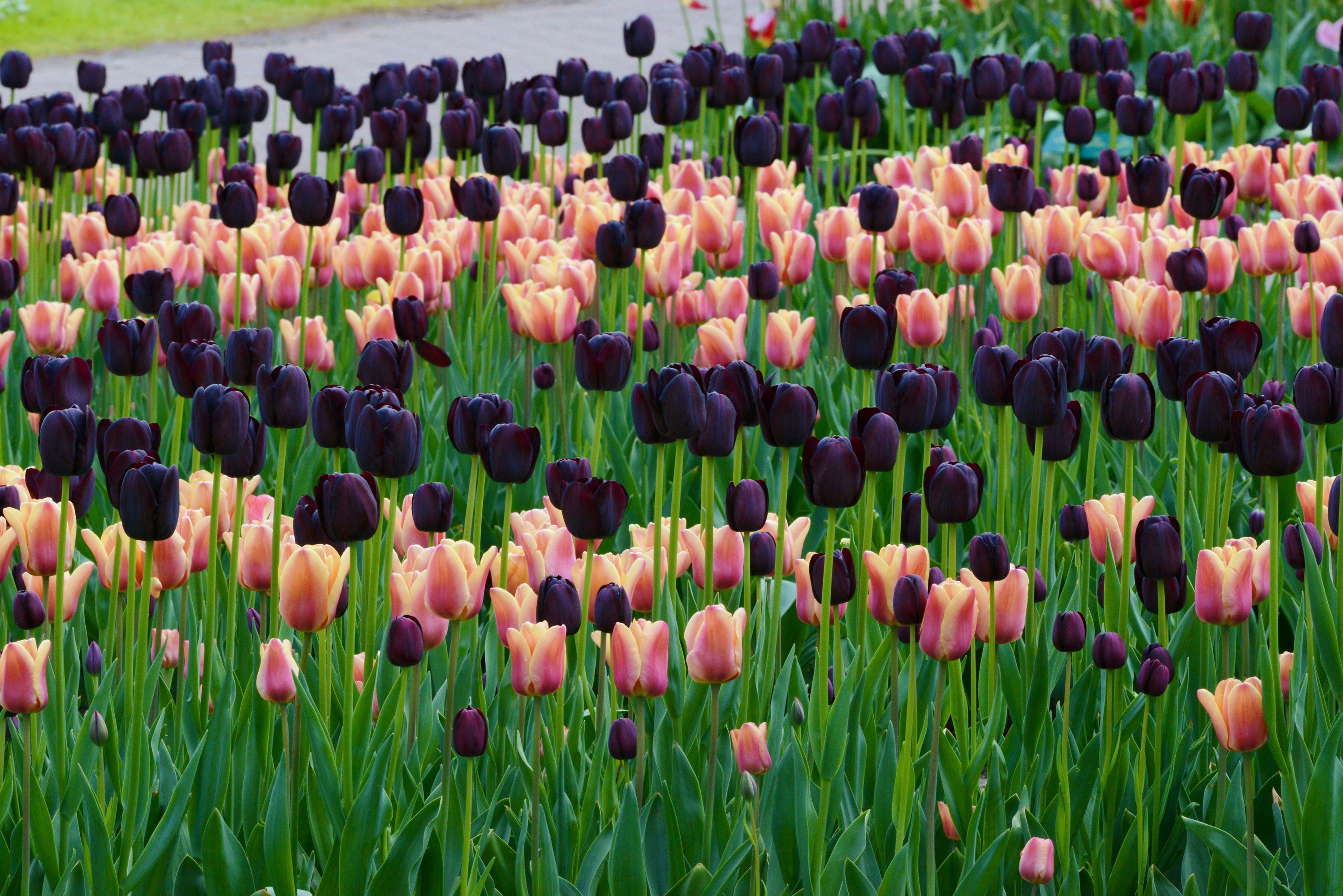 When to Plant Tulips in Alabama 