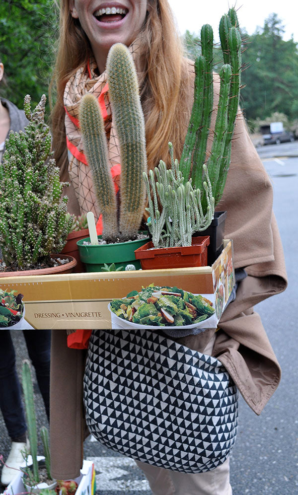 doughnuts + euphorbias = good