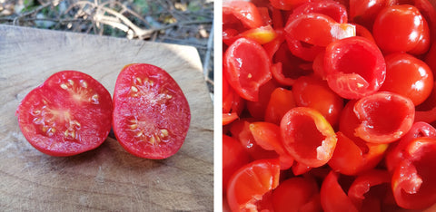 Tomato Seed Saving