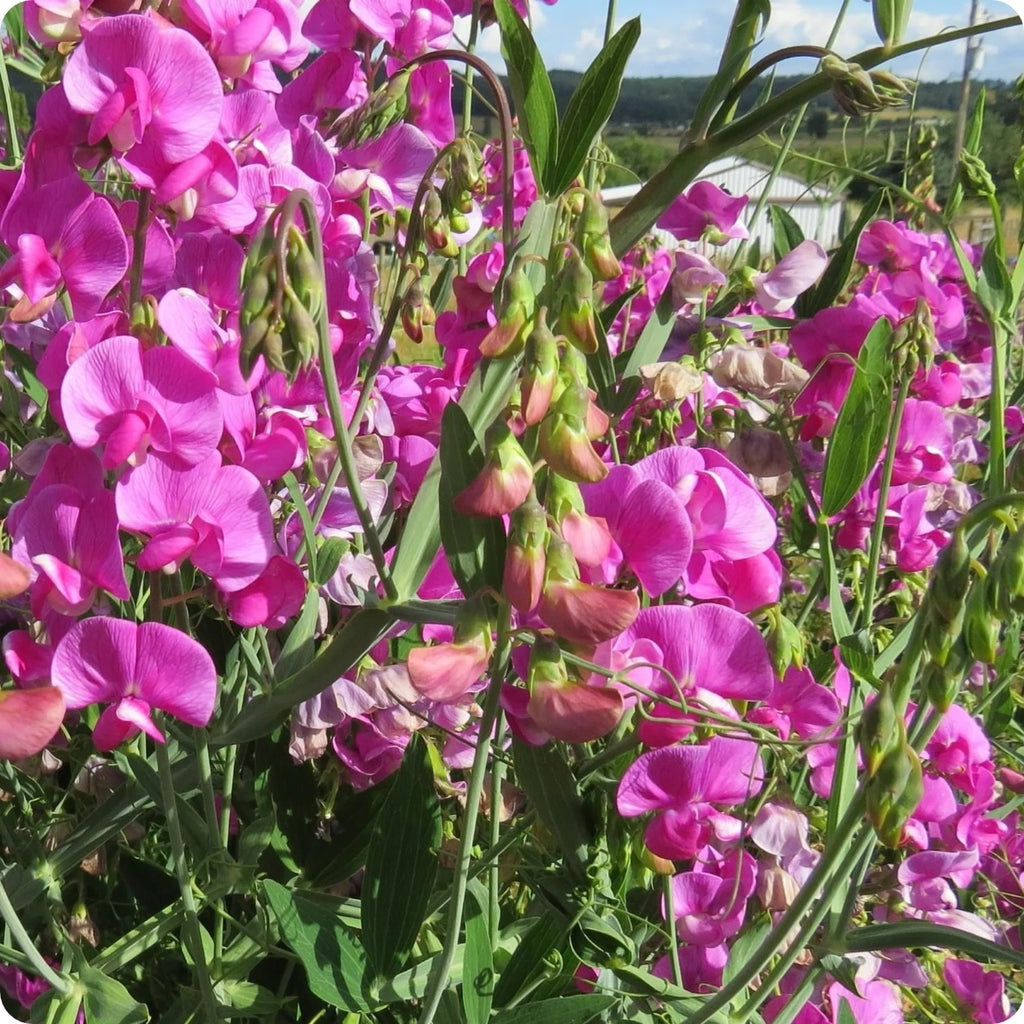 Sweet Pea Seeds - Pink Perennial - Heirloom Untreated NON-GMO From Canada