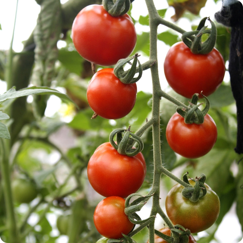 Gardeners Delight Cherry Tomato Seeds Heirloom Untreated Non