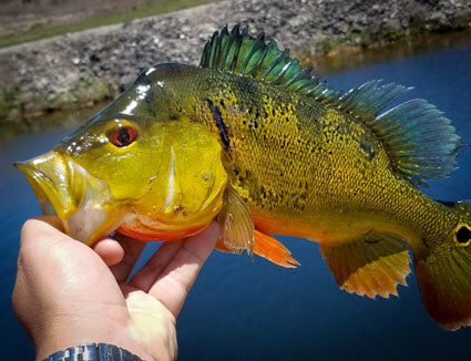 Peacock Bass