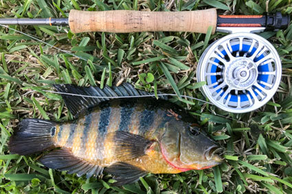 Scott Radian and Galvan Torque 5 with a Mayan cichlid