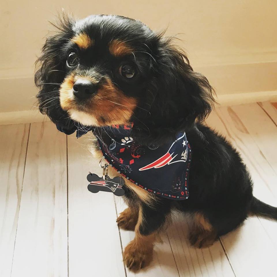 new england patriots dog tag