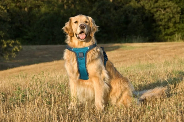 golden retriever harness