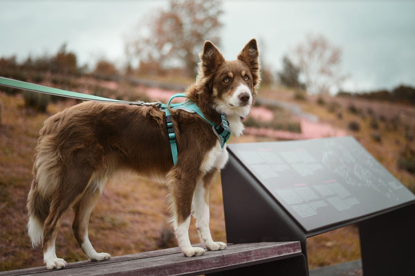 dog harness