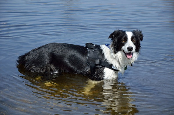 dog life jacket