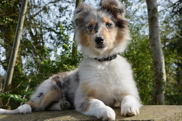 introducing puppy to the outdoors