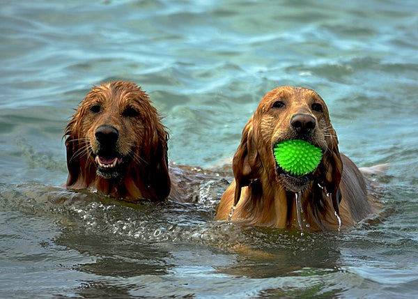 dogs swimming