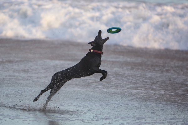 Dog playing with frisbee