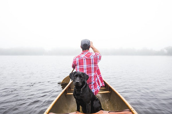 dog on boat