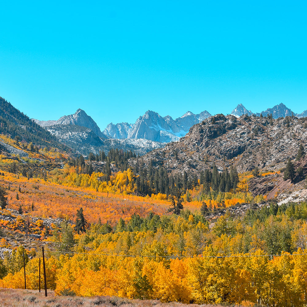 Amazing fall color in the Eastern Sierra, California - Fall Road Trip with Davis Taylor Trading Co.