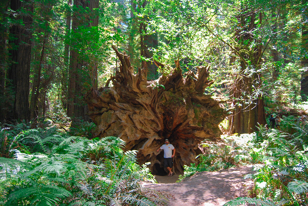 Feeling so small among the giant redwoods via Davis Taylor Trading Co