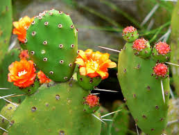 Cactus Extracto 100:1
