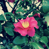 green waxy leaves and hot pink camellia