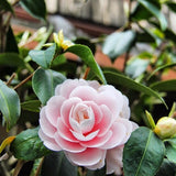 perfect pink camellias against green leaves kyoto japan