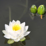 green pond with lotus kyoto Japanese garden