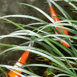 koi in green pond with green reeds