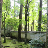 tall green trees and moss at Kyoto temple
